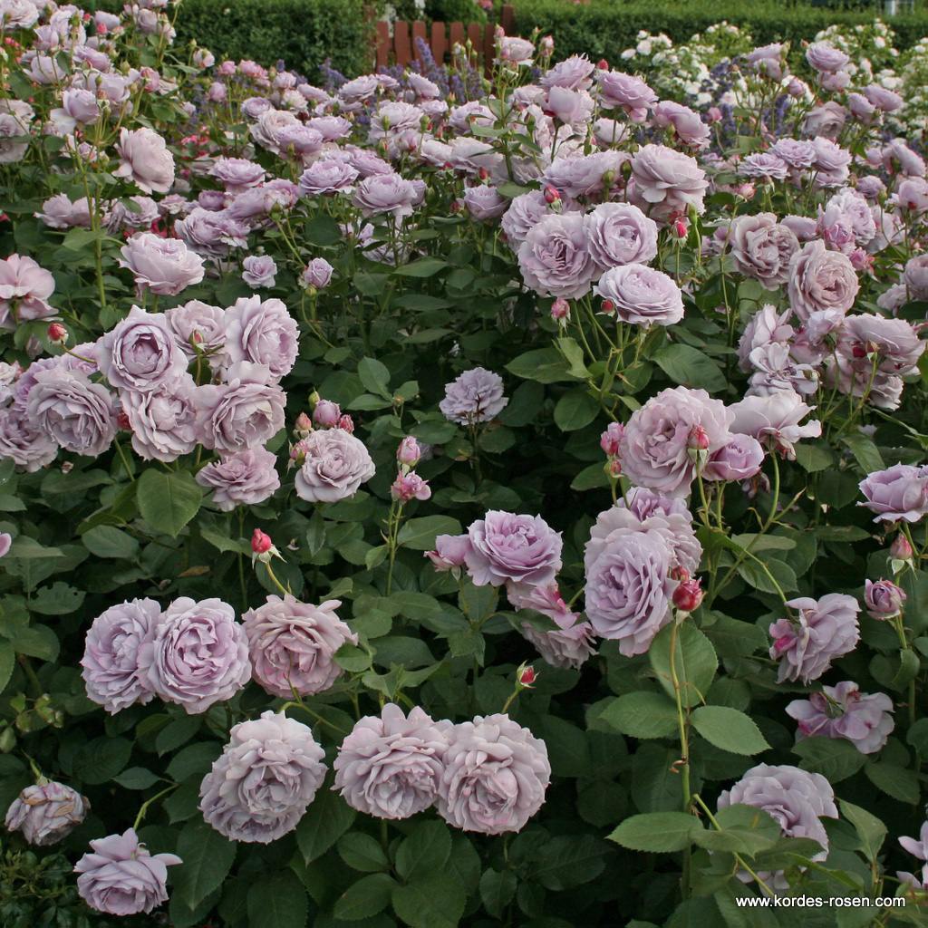 Роза флорибунда Новалис